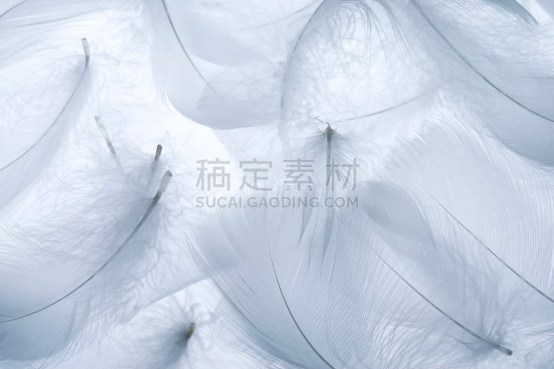 翎毛,水平画幅,套色版,白色背景,组物体,材料,背景分离,干净,静物,摄影