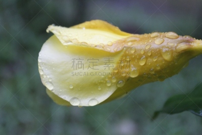有蔓植物,黄色,黄金,花蕾,毛莨科,雨滴,品牌名称,鹭管鱼,杯,花