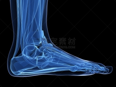 足,蓝色,易接近性,韧带,运动竞赛,四肢,腓骨,水平画幅,人类肌肉