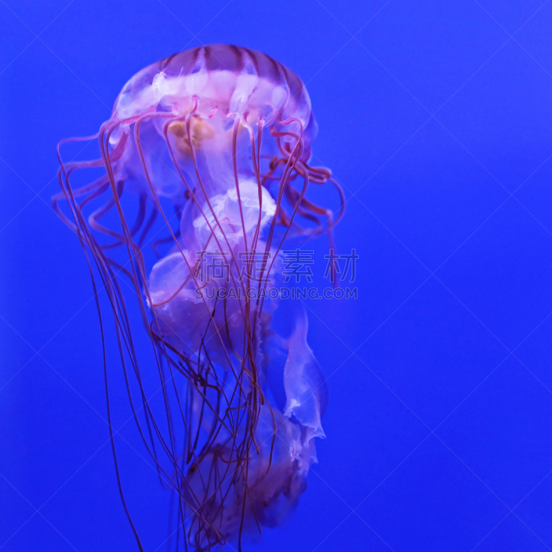 紫纹水母,水,生物,蓝色,有毒生物体,水下,海洋生命,方形画幅,海洋,触须