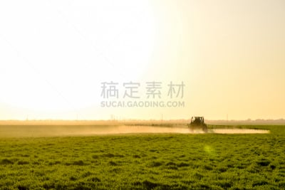 肥料,拖拉机,车轮,化学制品,小麦,高大的,背景,喷,日落,做