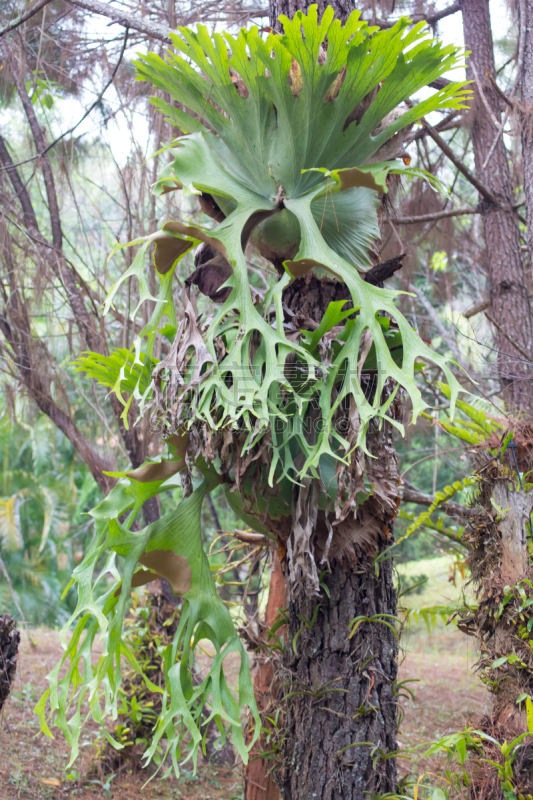 Holttum’s Staghorn fern on the tree in the forest