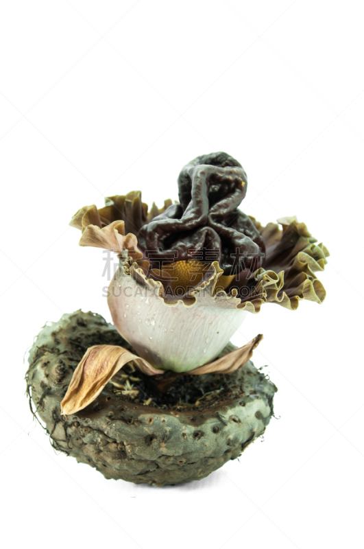 蒟蒻,象,山药,司坦利,擦洗盆,白星海芋植物,花烛属,垂直画幅,无人,摄影