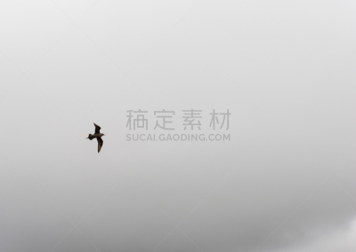北极贼鸥,水平画幅,贼鸥,鸟类,斯堪的纳维亚半岛,生闷气的,动物,暗色,云,法罗群岛