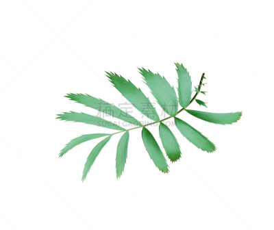 绿色,白色背景,背景分离,棕榈叶,分离着色,水平画幅,柳条,椰子,夏天,棕榈树
