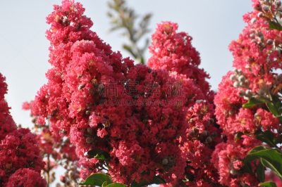 crepe myrtle tree,红色,粉色,花头,路边,費利蒙,自然,天空,美国,水平画幅