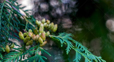 深的,雪松,特写,浅的,白色,美洲,柏树,明亮,明星,彩色图片