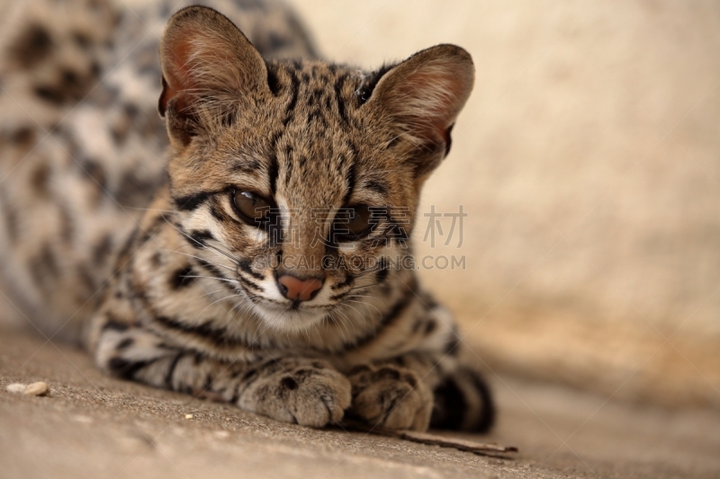 野生猫科动物,巴西,南美洲虎猫,虎,南美,猫,水平画幅,无人,野猫,卡丁加群落