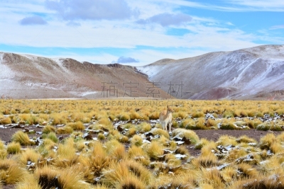 雪,路,阿塔卡马沙漠,智利,自然,南美,旅游目的地,水平画幅,无人,生态旅游