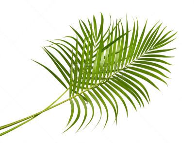 棕榈树,灌木,白色背景,柳条,槟榔属,分离着色,背景分离,黄色,鸡尾酒,散尾葵