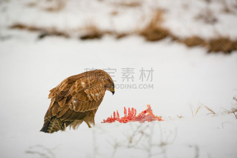 雪,欧洲秃鹰,肉,寒冷,匈牙利,食品,野生动物,翅膀,老鹰,生物