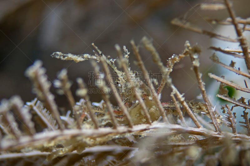 伪装蟹,水平画幅,水肺潜水,沙子,无人,在之后,动物学,水下,动物习性,动物身体部位