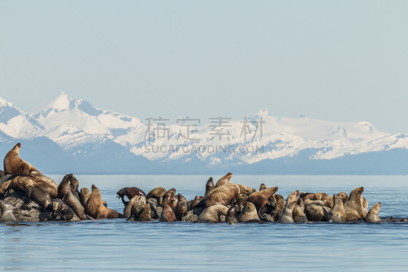 海狮,圣伯纳犬,公园,弗雷德里克海峡,野生动物,美国,水平画幅,无人,原野,野外动物