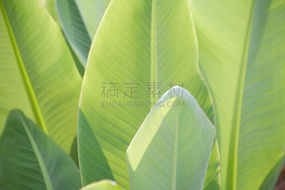 宝冢市,兵库县,自然,水平画幅,绿色,无人,日本,夏天,特写