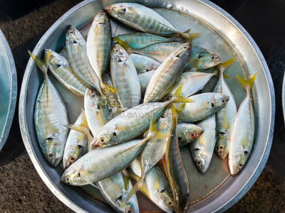 生食,海产,鱼肉,市场,剑尾鱼,水平画幅,超级市场,膳食,冰,特写