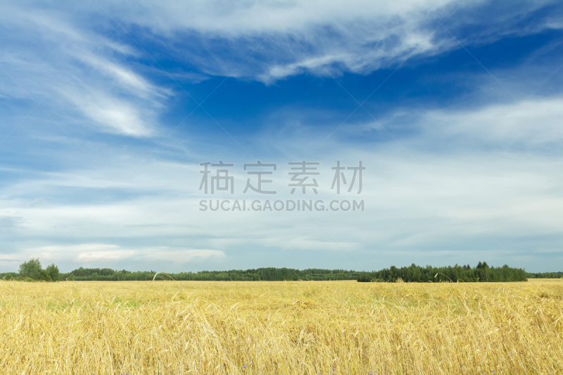 天空,黄色,在上面,田地,蓝色,卷云,至日,农业,夏至,气候