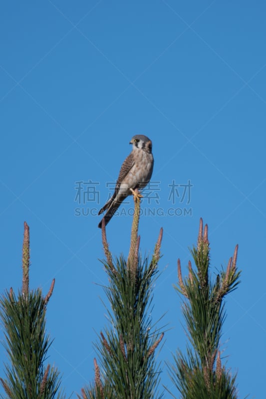 松树,雀鹰,雌性动物,红隼,垂直画幅,美国,无人,松科,栖息,摄影