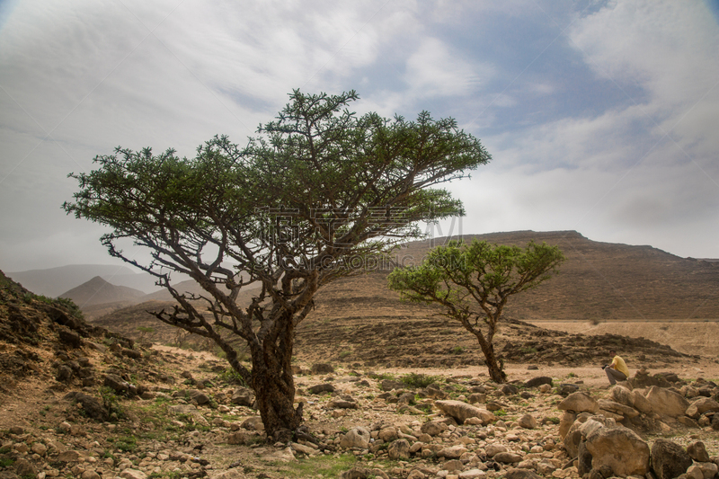 乳香,塞拉莱,阿曼,tyrifjorden,哈里发,甜没药,阿曼海峡,dhofar,熏香,季候风