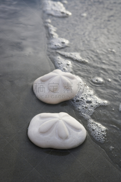 沙钱,海浪,海洋,河岸,米特海滩,南卡罗来那,空的,两个物体,两只动物,海岸线