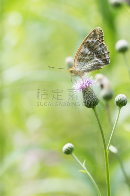 银晕豹纹蝶,垂直画幅,美,蝴蝶,动物身体部位,特写,自由,植物,彩色图片,多毛的