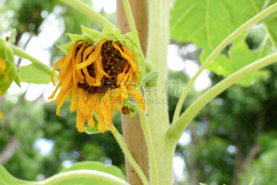 withered sunflower in the garden