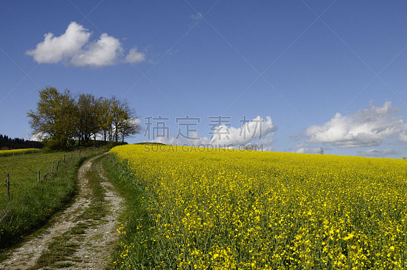 黄色,菜籽,田地,自然,天空,草地,水平画幅,无人,蓝色,夏天