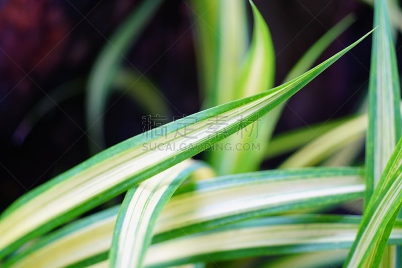 spider plant,安哥拉,常绿植物,常春藤,多年生植物,蜘蛛,草,室内植物,锅,白色