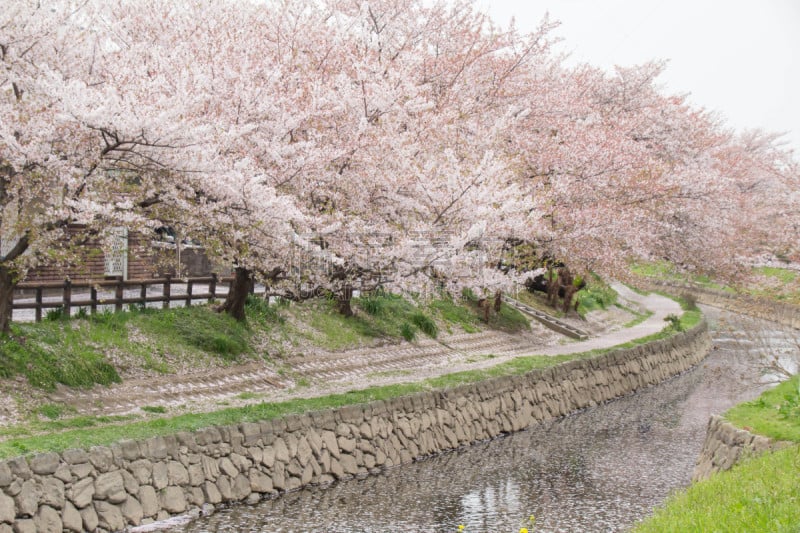 樱花,,荒川河,过去,水,天空,美,草原,水平画幅,户外