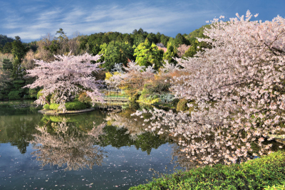 龙安寺,京都府,星和园,京都市,樱花,开花时间间隔,水,公园