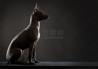 墨西哥人,可爱的,纯种犬,肖像,狗,哺乳纲,一只动物,动物,犬科的,影棚拍摄