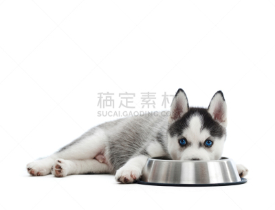 小狗,宠物食盘,餐具,水平画幅,爪子,膳食,动物身体部位,金属,阿拉斯加雪橇犬,人的眼睛