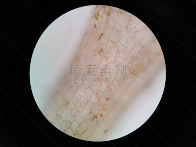 显微镜,在下面,植物细胞,视角,水栖哺乳动物,胞间连丝,黑藻属,细胞核,细胞质,菌腮