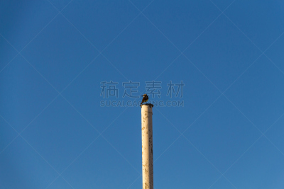 鸟类,大斑纹霸鶲,天空,水平画幅,符号,巨大的,野外动物,夏天,偏远的,户外