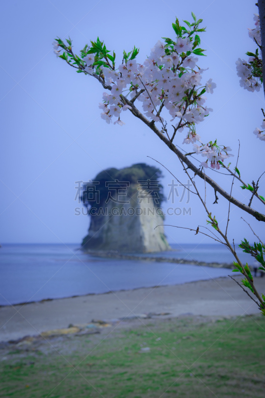 樱桃树,岛,垂直画幅,能登半岛,旅游目的地,樱花,无人,日本,日本海或东海,石川县