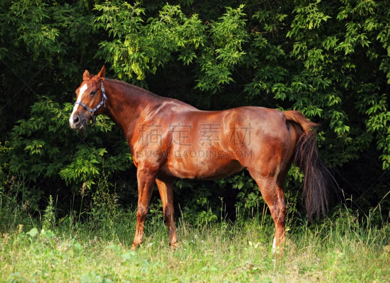 马,纯种犬,小雌马,trakehner horse,自然美,农业建筑,家庭生活,动物习性,动物身体部位,野外动物