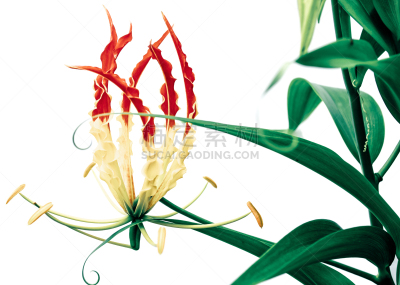 火红色百合,清新,背景分离,热带气候,泰国,春天,植物,缓慢的,白色,百合花