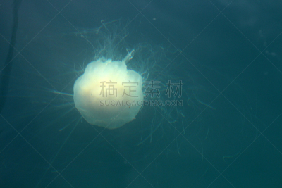 水母,刺丝囊,触须,水,美国,水平画幅,刺胞动物,漂浮,摄影