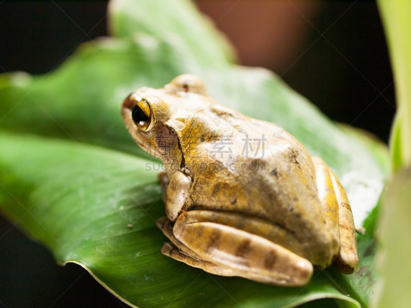 叶子,鹭管鱼,树蛙,户外,夜晚,绿色,褐色,热带气候,自然,野生动物