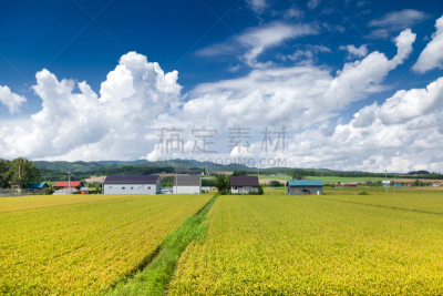 地形,北海道,乡村,富良野盆地,美瑛町,自然,草地,水平画幅,绿色,山