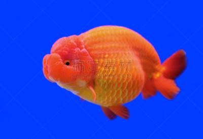 金鱼,动物头,狮子,兰寿金鱼,玻璃鱼缸,自然,水平画幅,无人,自由,自然美