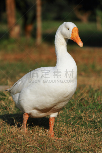 鹅肉,白色,垂直画幅,野生动物,橙色,可爱的,家畜,雁属,丘陵鹅,鸟类