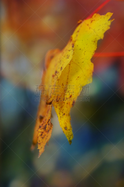 黄色,秋天,叶子,多色的,背景虚化,光,大特写,十月,加拿大,枝繁叶茂