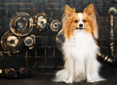 蒸汽朋克,狗,风格,蝴蝶犬,钟表匠,时钟结构,车轮,水平画幅,金属,坐