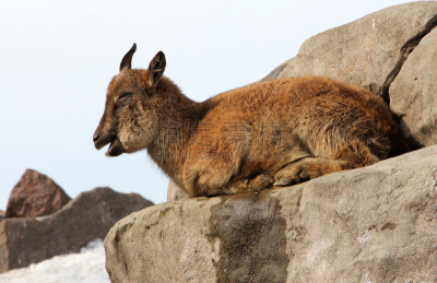 markhor,臀部,幼小动物,国内著名景点,巴基斯坦,塔吉克斯坦,摩羯座,山羊胡,瓶塞钻,阿富汗