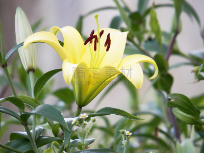 百合花,米色,园林,美,水平画幅,睡莲,特写,仅一朵花,活力,单子叶植物