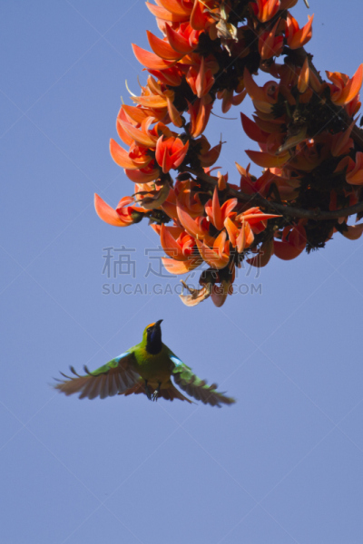 尼泊尔,外立面,金色,特莱,奇旺,自然,垂直画幅,天空,野生动物,无人