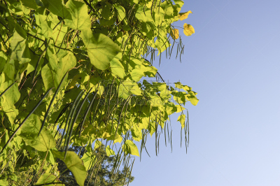,天空,水平画幅,水果,秋天,无人,嫩枝,户外,植物,豆荚