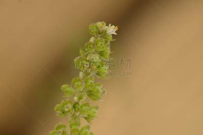 罗勒,麦卢卡树,水平画幅,彩色图片,无人,常绿树,枝,户外,特写,仅一朵花