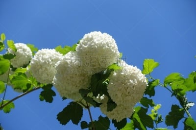荚莲属,白色,卫生,天空,水平画幅,季节,枝繁叶茂,无人,户外,球体