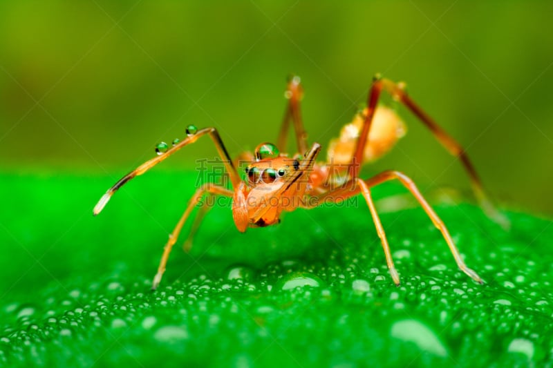 水滴,蜘蛛,水彩画颜料,蚂蚁,可爱的,自然,红色,热带雨林,野生动物,图像